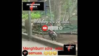 KOCAK!! DUEL MONYET & AYAM BIKIN KETAWA NGAKAK🤣🤣