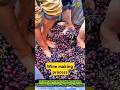Wine Making Foot Stomping Wine Making Process