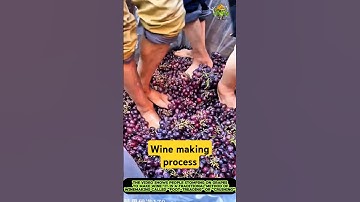 Wine making foot stomping-wine making process