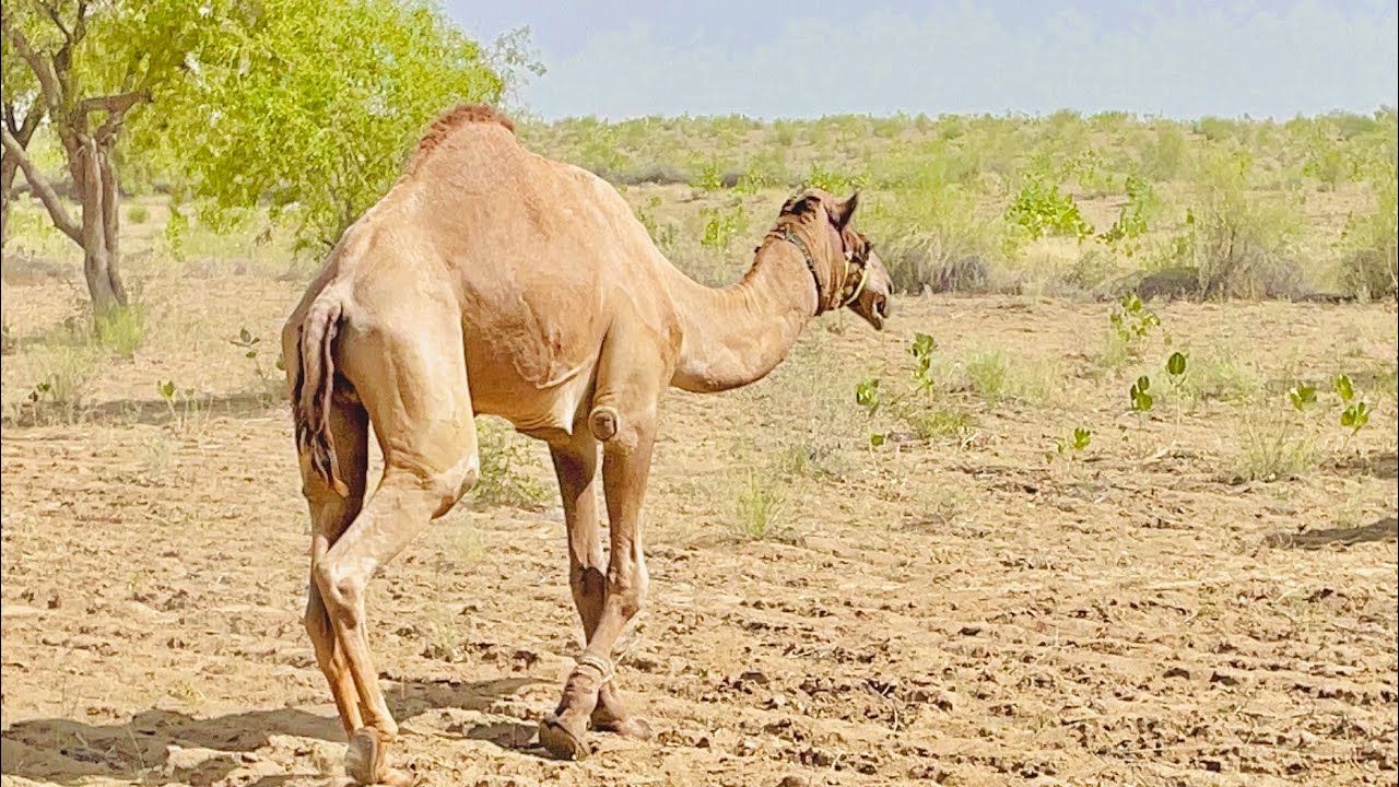 Beautiful male camel roaming in desert 