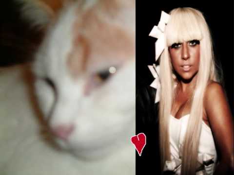 My Kitten Loves Lady Gaga?