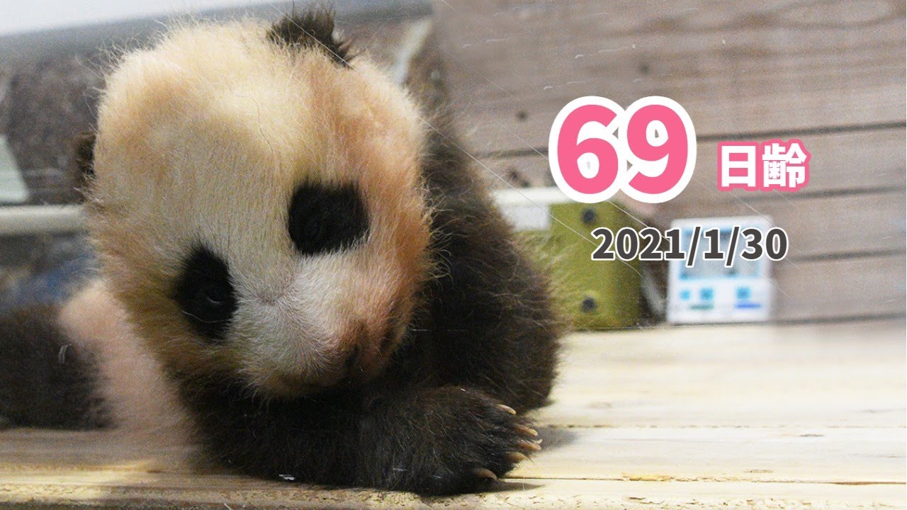 パンダの赤ちゃん あれ 前に進めない 69日齢 Youtube パンダの赤ちゃん あれ 前に進めない 69日齢 Youtube