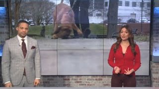How Bo the Bloodhound locked in to find a missing teen