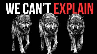 Why The Deadliest Predator on Land Refuses to Kill Us