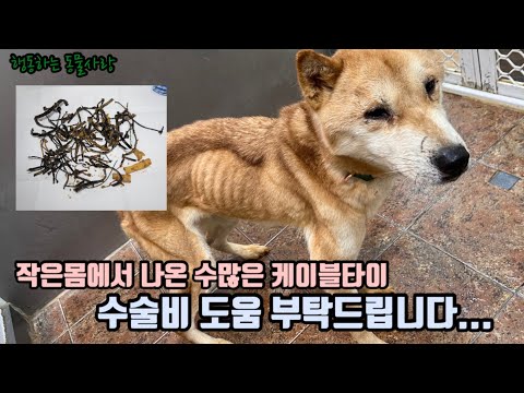 난새가 수술을 했습니다.