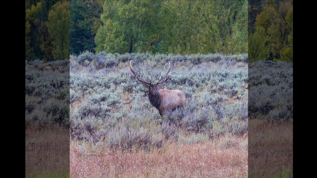 Jackson Hole Horse Rescue Trinity Elk 92019 YouTube