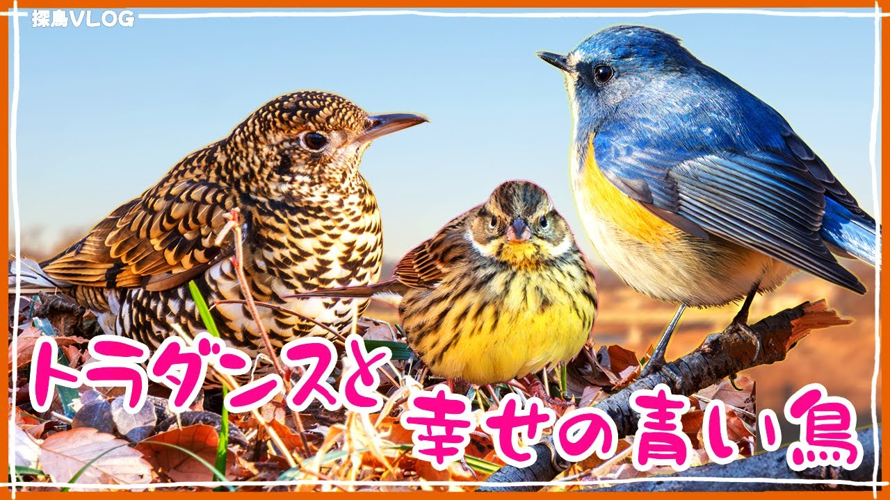 冬の野鳥観察！ルリビタキとトラツグミ登場！《野鳥撮影vlog》｜カシラダカ、ヤマガラ、ゴジュケイ、アオジ