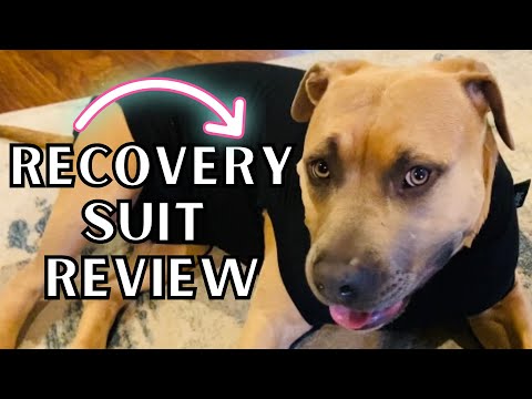 Suitical Dog Recovery Suit Review | Post-Surgery, Skin Conditions, Incontinence