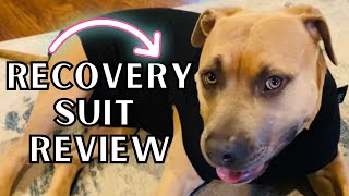 Suitical Dog Recovery Suit Review | PostSurgery, Skin Conditions, Incontinence