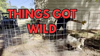 New goats get shots. Will Oscar make it??