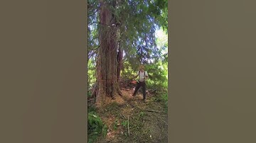 How to perfectly remove large dead trees#tree #asmr #giant #oddlysatisfying #fyp #satisfying