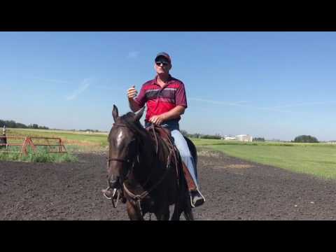 How to Train a Barrel Racing Horse 2/8/17