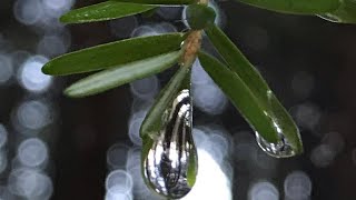 A lovely short walk into the forest in the pouring rain!! Me singing this beautiful song by Jose