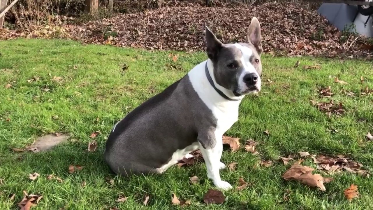 Tate & Silas - The Dog Song (Official Video)