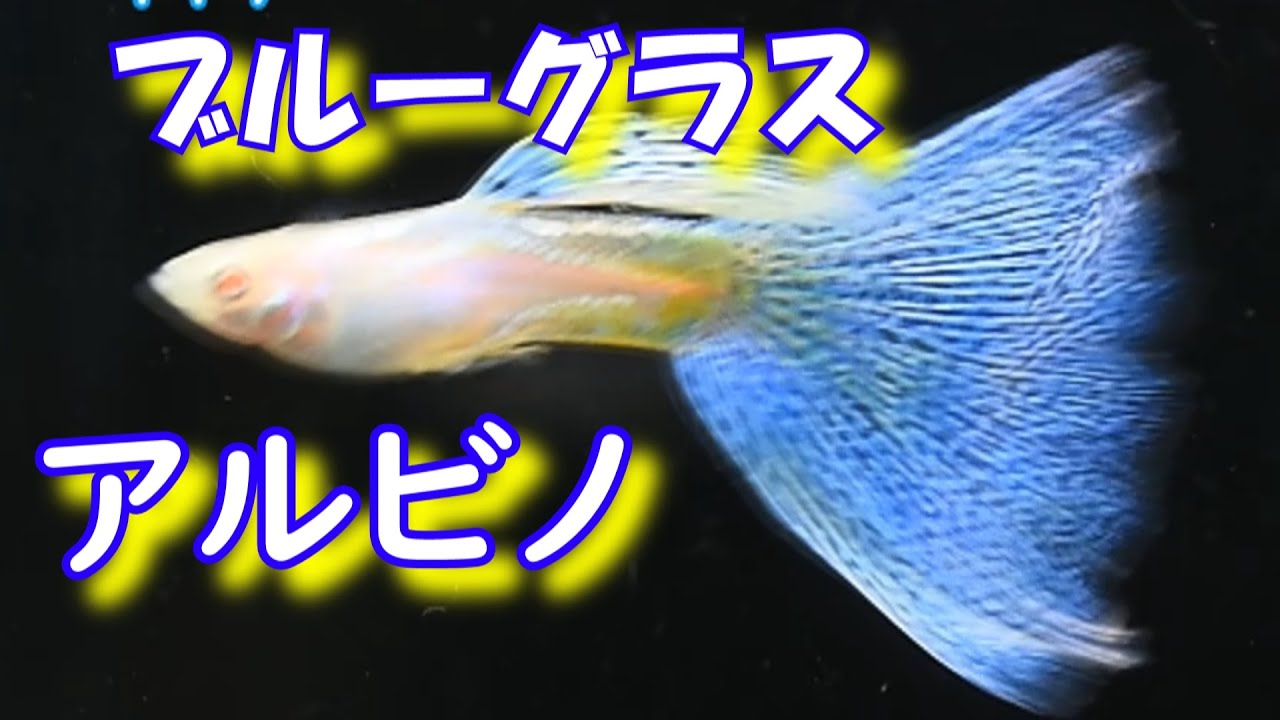 グッピー パーツ別に考えてみる グッピーの作り方 考え方 楽しみ方 私が考えている品種改良とは Youtube