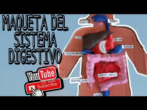 como hacer una maqueta del sistema digestivo