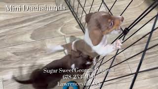 Mini Dachshund Puppies For Sale