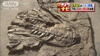 世界初！羽毛で覆われた恐竜　日本で公開決定（12/04/16）