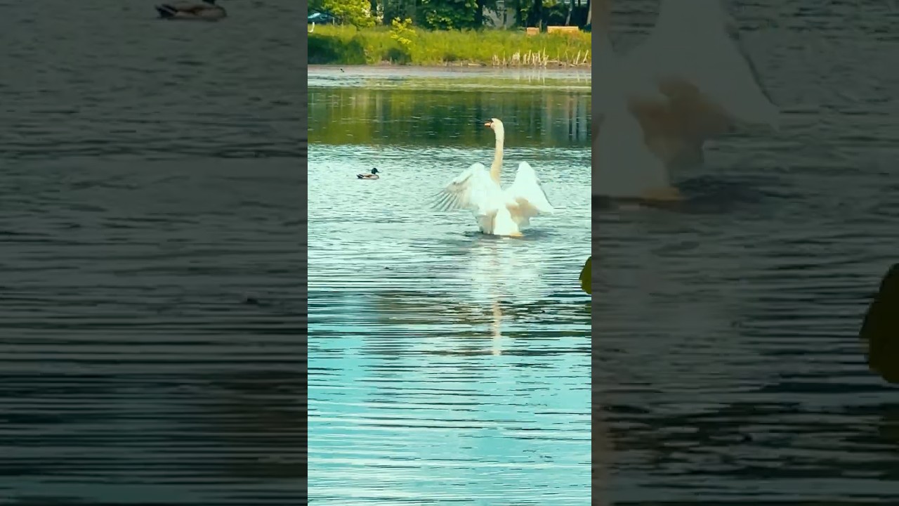 The Grace of Silence — Swan in Real Nature.Full video👇
