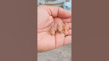 What to do if you find a baby bird. #shorts