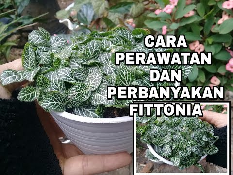 Video: Cara Merawat Fittonia