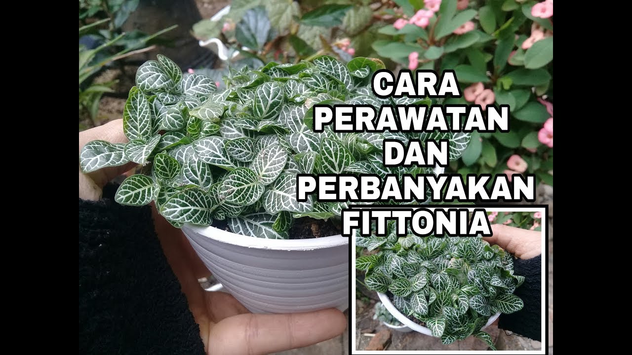   CARA MERAWAT FITTONIA  dan CARA  PERBANYAKANNYA  YouTube