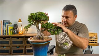 Maintenance trimming a portulacaria afra bonsai. 6 years in training - Little Jade Bonsai