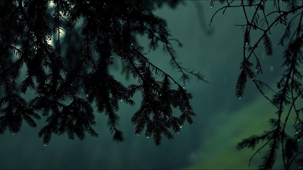 🌧️ Gentle Rain on Evergreens | Peaceful Forest Rain Sounds