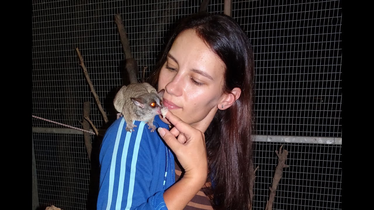 Handfeeding bush babies - YouTube