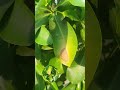 How to control Fungal Disease in Alistonia Scholaris #agriculture #gardening #sci #fungalpathogens