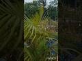 Masti #shortvideo