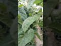 توت تكي كندي