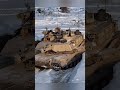 M1A2 Abrams tanks #shorts