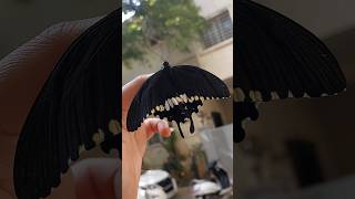 watch my butterfly hatch out of Chrysalis..#butterfly #insects Wealth