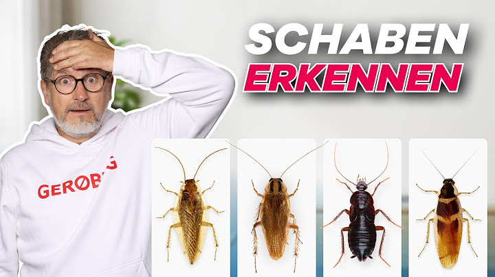 Waldschabe, Deutsche Schabe oder Orientalische Schabe? So einfach findest du es heraus!
