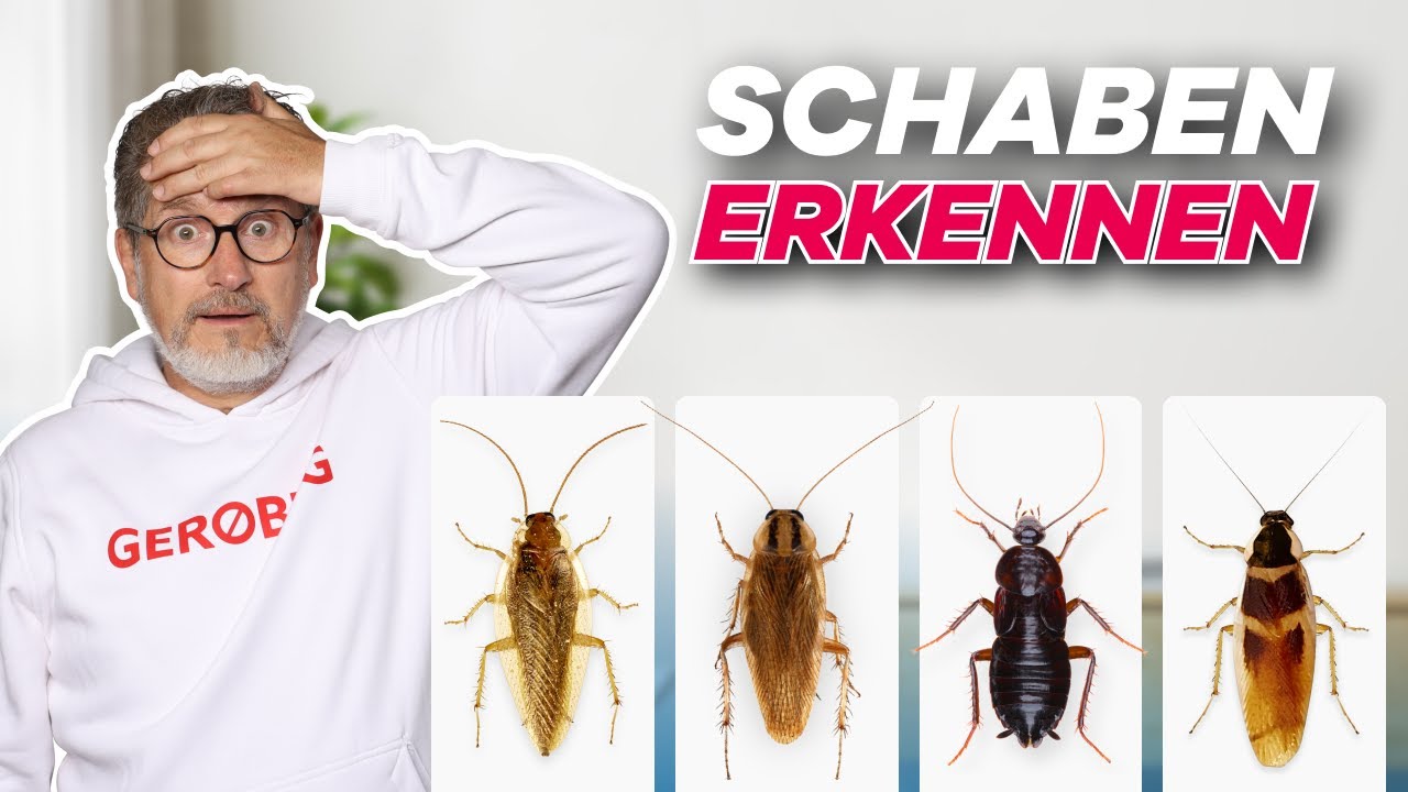 Waldschabe, Deutsche Schabe oder Orientalische Schabe? So einfach findest du es heraus! YouTube