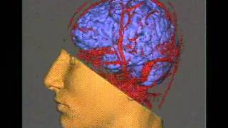 Visualizing the Human Body