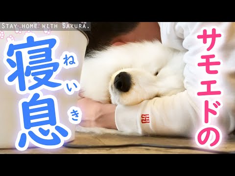 サモエドのかわいいフゴフゴ寝息