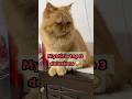 My Orange Cat's Delusion vs Reality 😹 She's a Predator (In Her Head) #funnycatshorts #orangecat