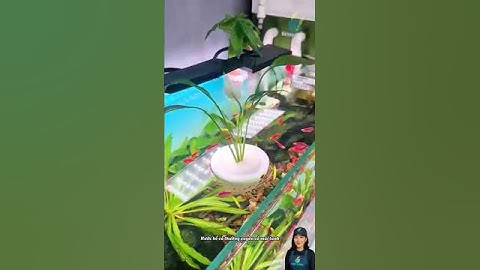 Trồng cây thuỷ canh trên bể cá cách làm sạch nước một cách tự nhiên #aquarium #youtubeshorts