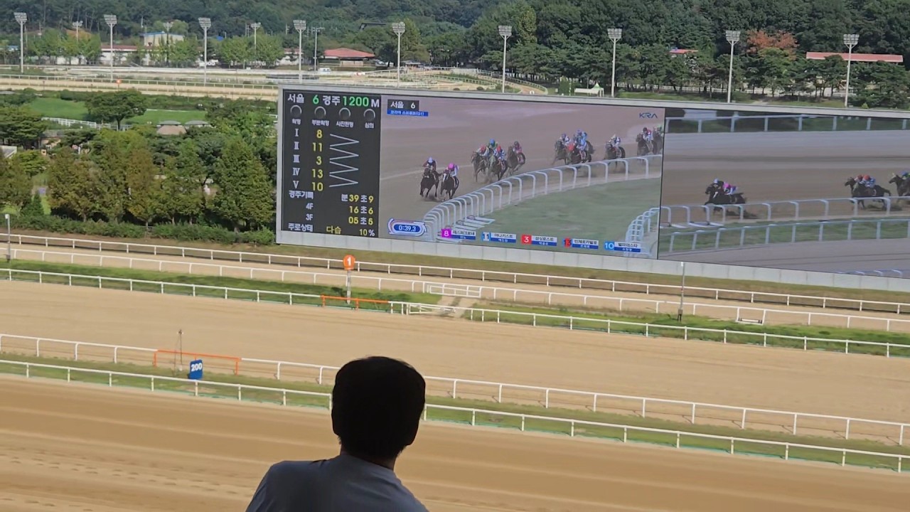 2026년 (부산 경마 최종 승부경주 확정) 8월14일 금요일 최종예상 7경주,8경주 (승부는 삼쌍승식으로 고배당 노림)!!