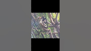 Skills of cutting down large trees that are attached to high voltage power lines #treecutting