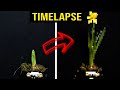 Watch daffodil flower grow timelapse