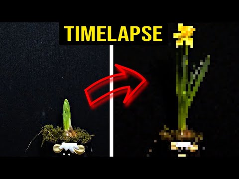 Watch Daffodil Flower Grow Timelapse