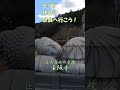 【壷阪寺】#Shorts そうだ休日は奈良へ行こう!奈良の巨大石仏の巨大寺院 壷阪寺をご案内 壷阪寺には天竺渡来の巨大石仏がいっぱい 仏像好きには外せない寺院 詳しくは本編をご覧ください!【奈良観光】