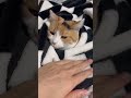 【三毛猫】しっかり暖かくして寝るミケ
