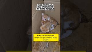 Hatırlıyor musunuz? Anne Kedi ve Yavrularında Son Durum 🐾