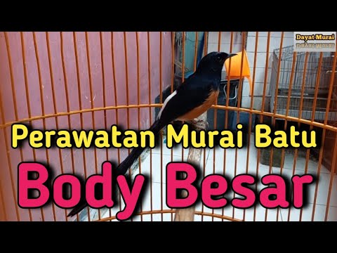 Perawatan Murai Batu Body Besar❗️