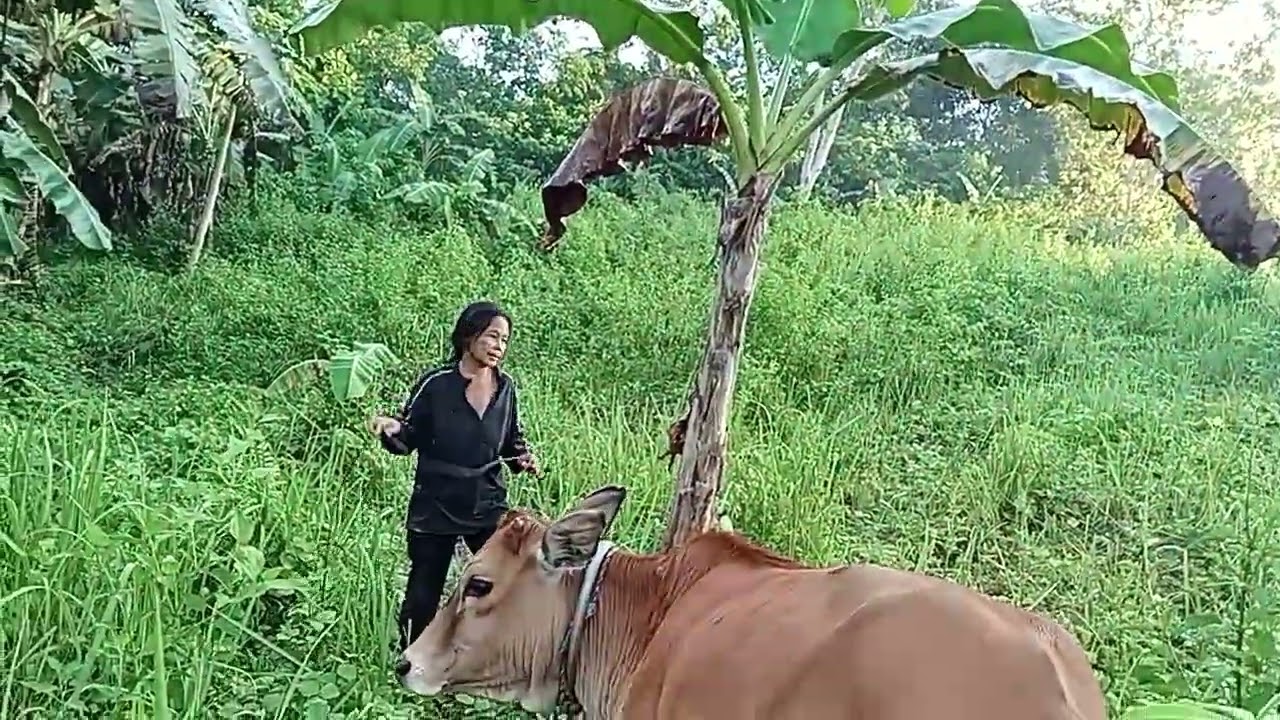 very good girl cow 