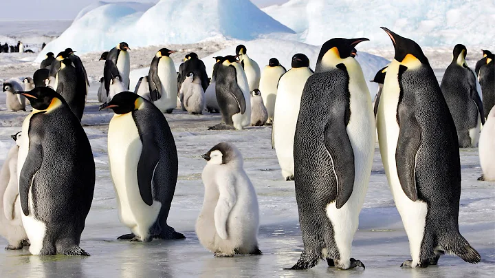 5 Species Types Of Penguins In Antarctica